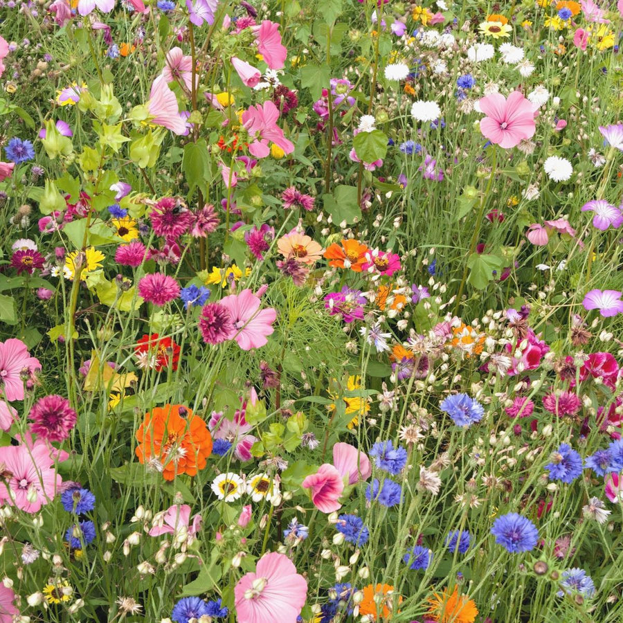 Spring colours